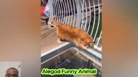 FUNNY & CUTE ANIMAL