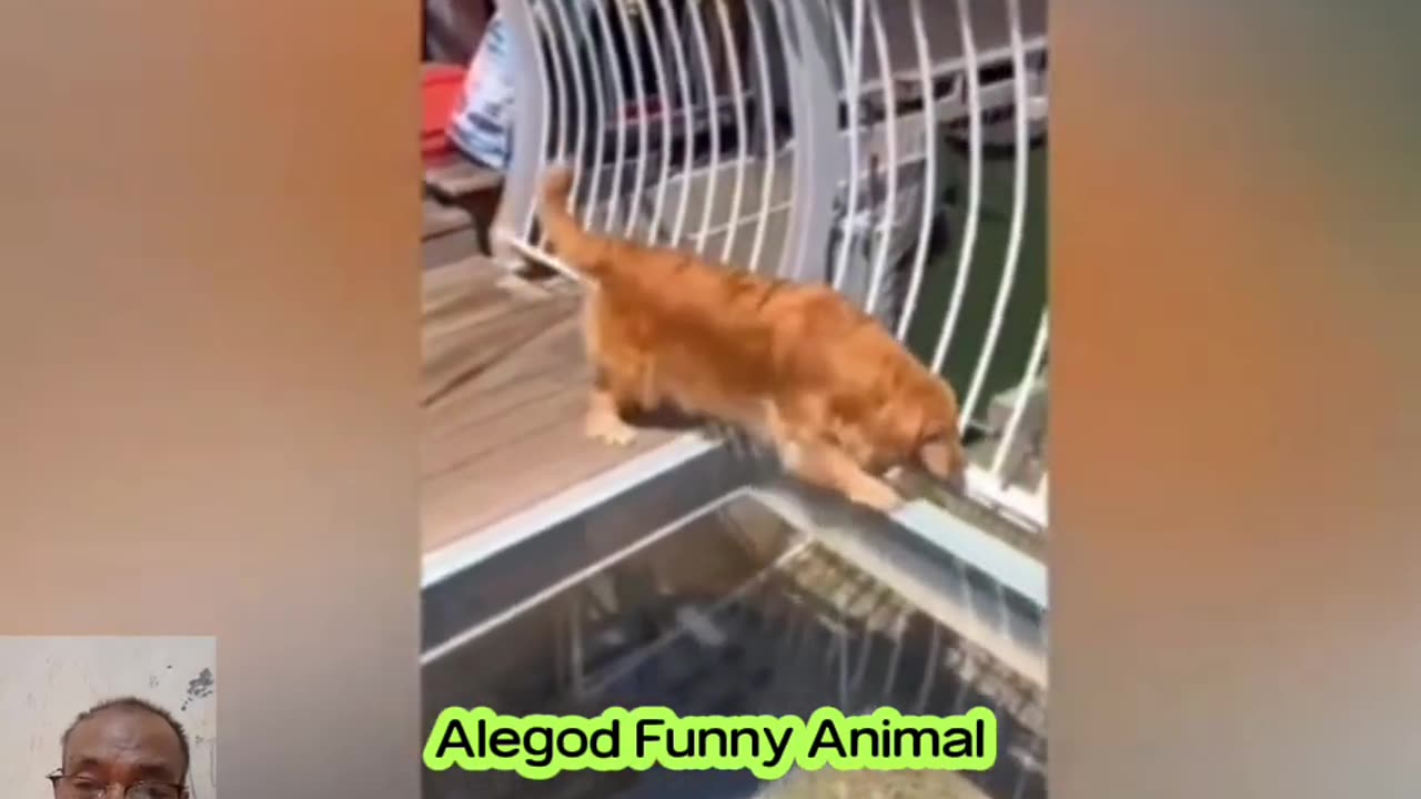FUNNY & CUTE ANIMAL