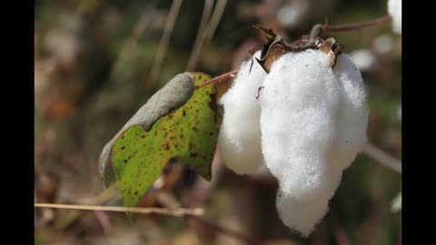 Lord Winter - Cotton