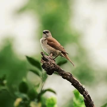 "A Moment with Nature: Bird on a Tree Branch"