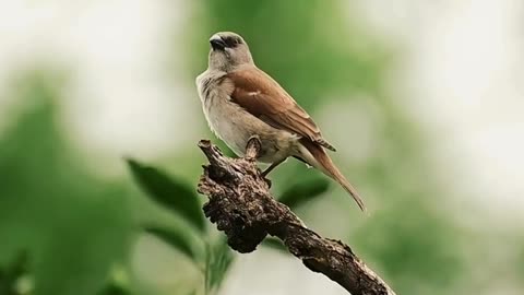 "A Moment with Nature: Bird on a Tree Branch"