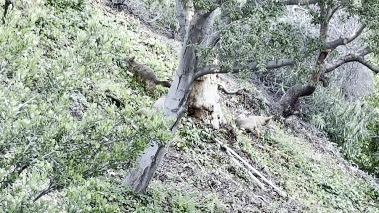 NAKED COYOTE