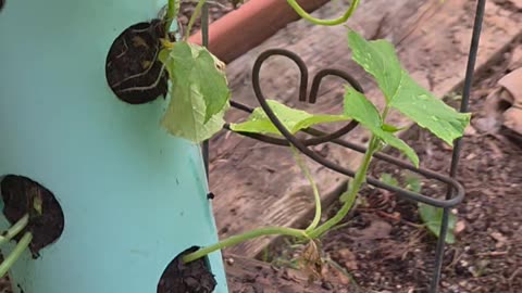 Cucumbers 🥒 tower