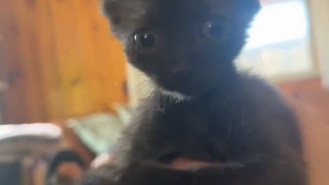 😂🐶 Hooman Gets Bitten: Hilarious Pet Moment! | FunFM