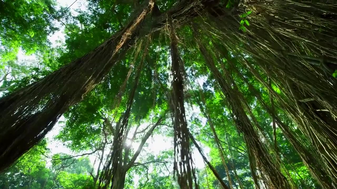 Nature beauty jungle