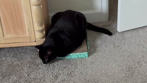 Precious Piper is a Modified Loaf While Inspecting the Carpet - Adopting a Cat from a Shelter Vlog