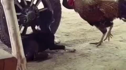 Cock Vs dog 🐕