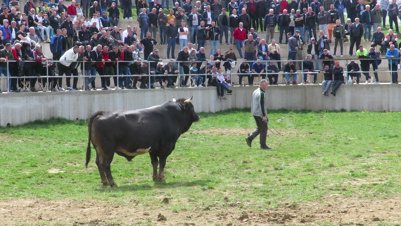 Toro od Draginovića vs Kuso od Pičara Kutanja