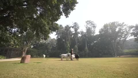 Pm narendra modi ji ne Gou seva ki.