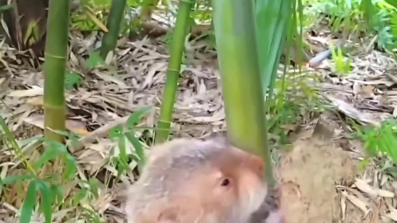 Bamboo Rat #cute #animals #bamboorat