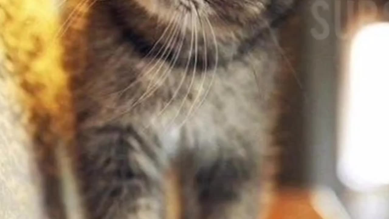 πΎπ Funny Cats & Dogs Reactions | Heart-Melting Moments!