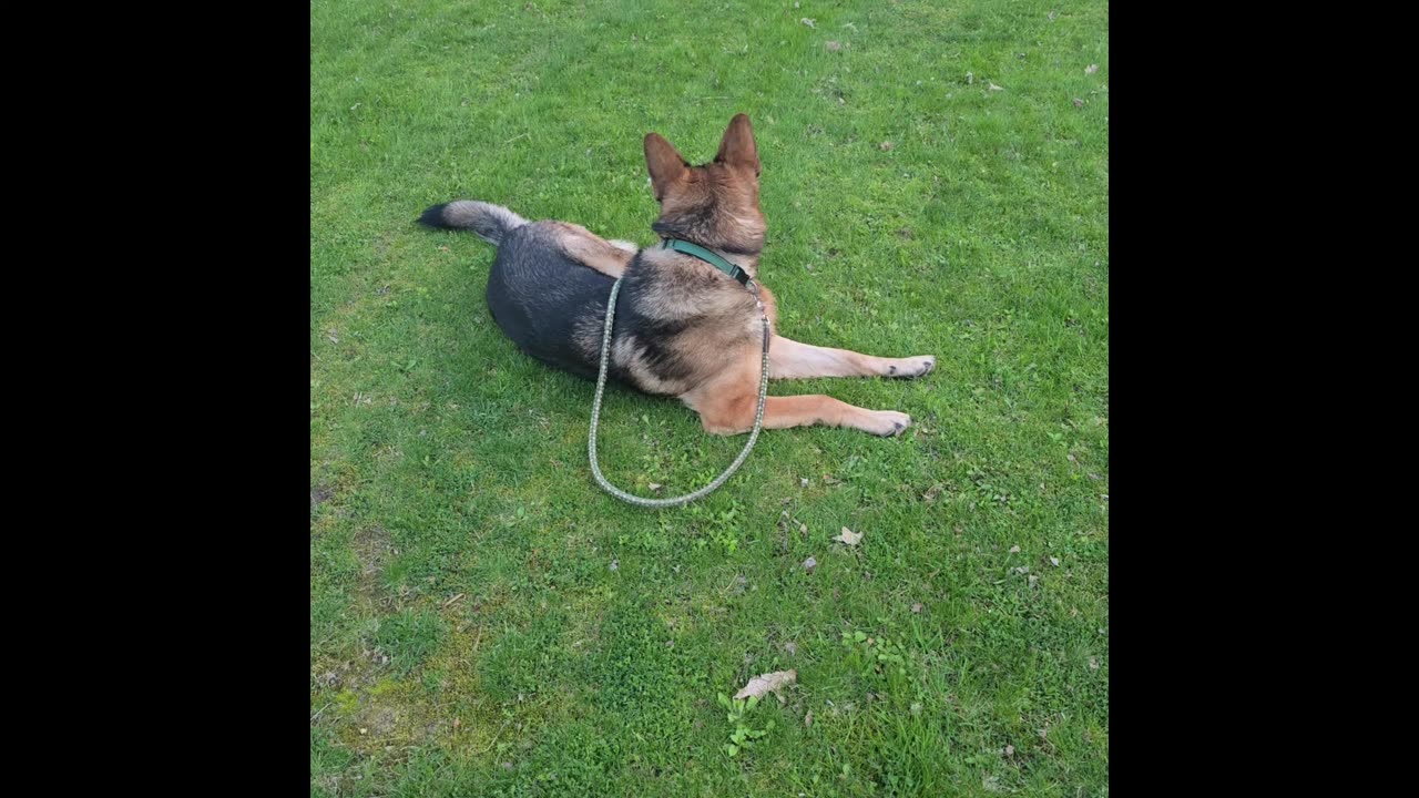 Virgil german shepherd.