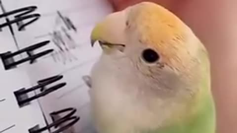 Parrots Being Silly