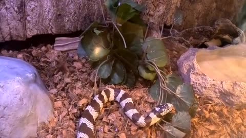 King Snake at Living Coast Discovery Center in San Diego