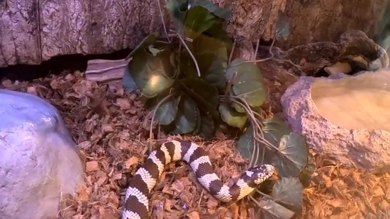King Snake at Living Coast Discovery Center in San Diego