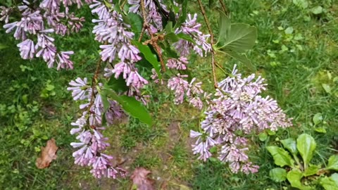 Lilacs