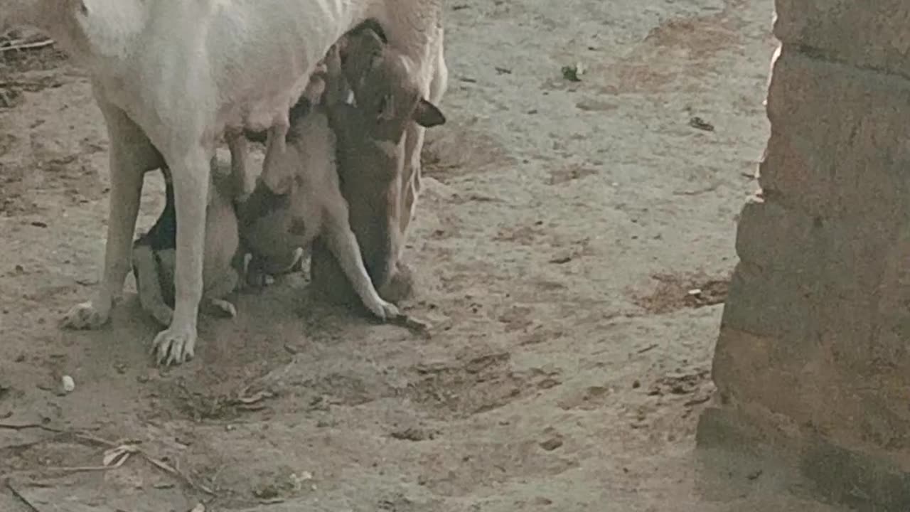 Dog