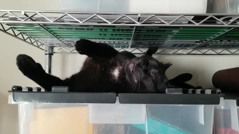 20250520 184434 Tux Shelved Uncomfortably