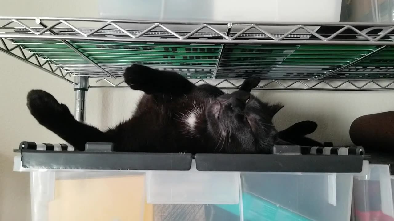 20250520 184434 Tux Shelved Uncomfortably