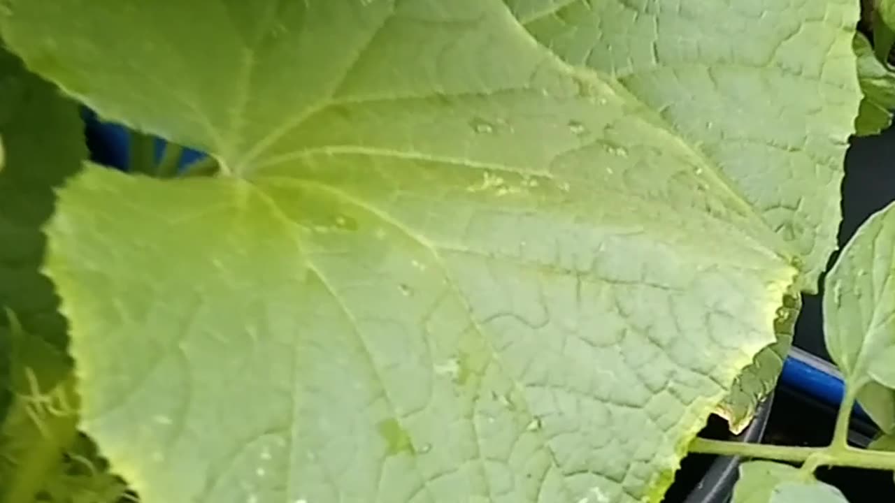 Finding the harvest