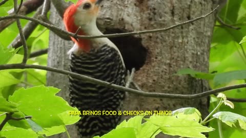 Red-bellied Woodpeckers take care of Babies before Fledging