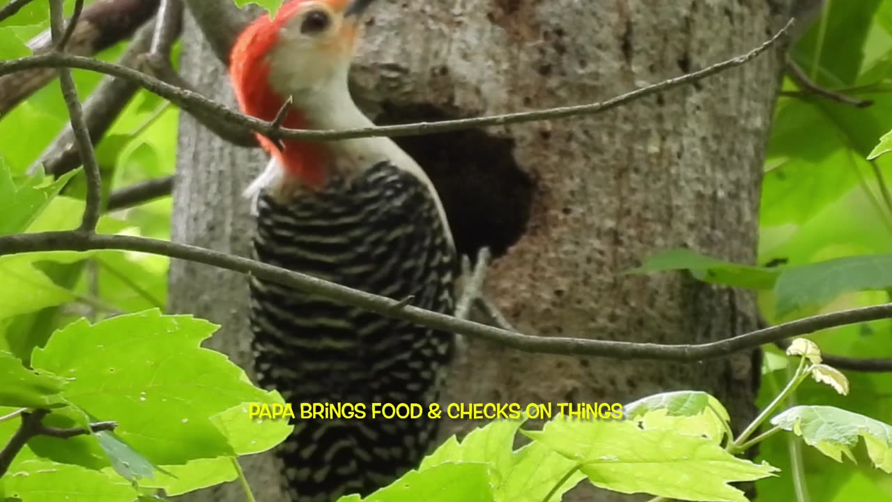 Red-bellied Woodpeckers take care of Babies before Fledging