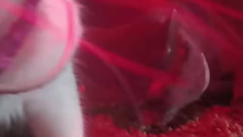 Windigo and iris eating together