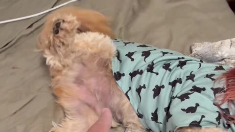 😂🐶 Taught My Dog a Trick? Think Again! | FunFM