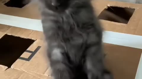 Angry kitten
