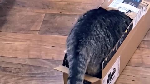🐱🧠 My Cat's Unique Treat-Hunting Strategy! | FunFM