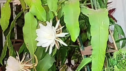 OLTEA HOZAN POEZIA -AI FOST CHEMAT CREȘTINE-#editor Valentin Trif #caleacătrerai