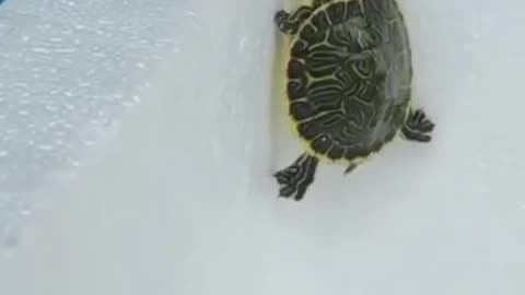 Ninja turtles! 🐢