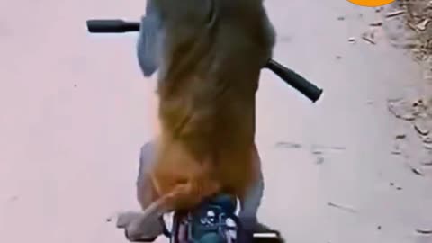 CYCLISTS MONKEY 😀😀
