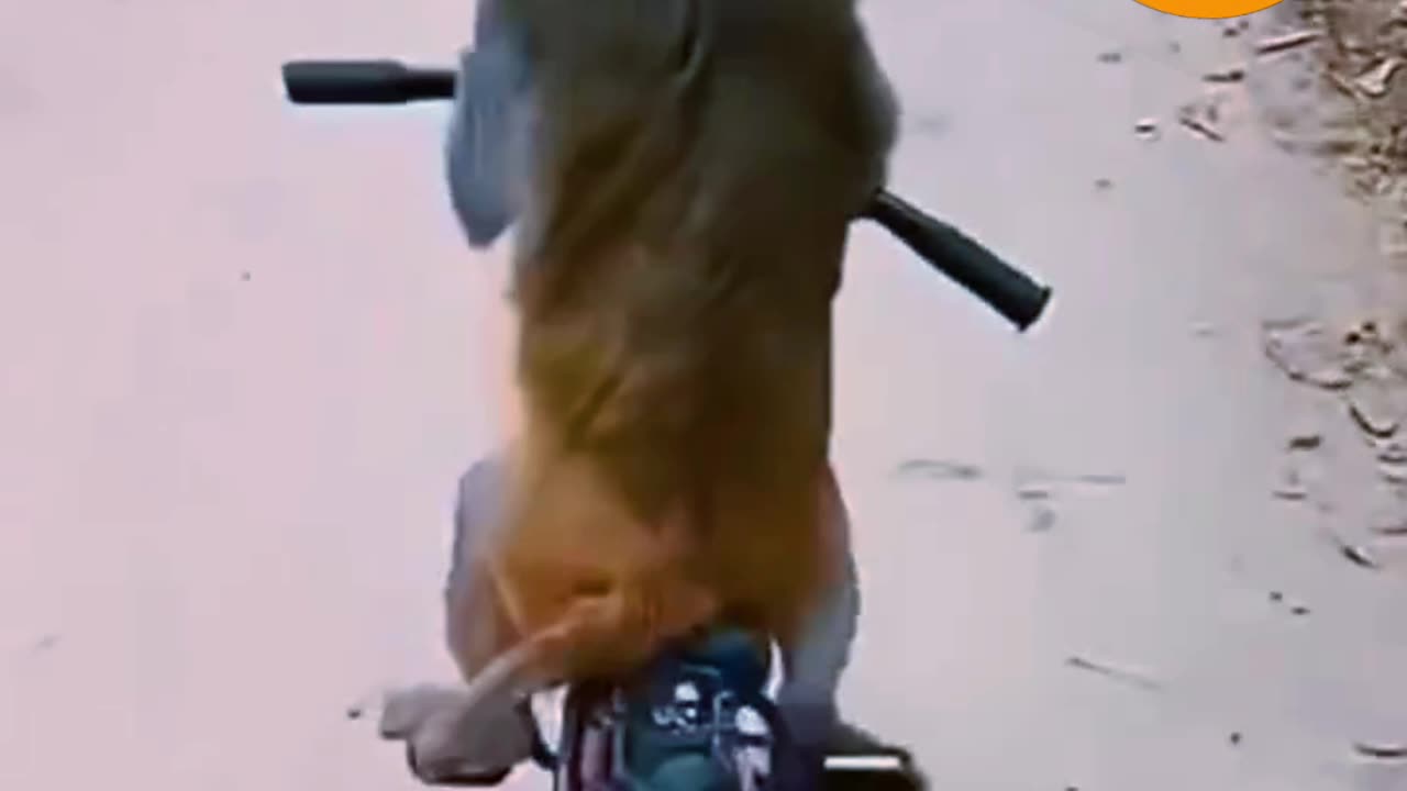 CYCLISTS MONKEY 😀😀