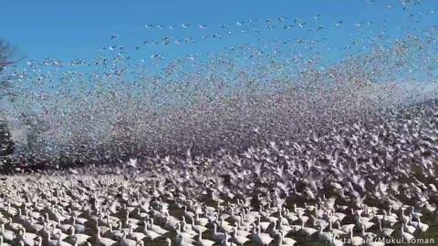 ✨🛫 Unbelievable! Thousands Fly Together in Perfect Formation | FeedMyCuriosity