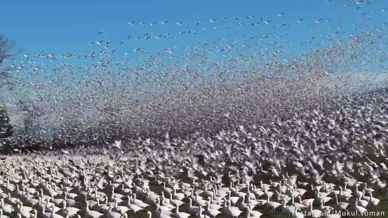 ✨🛫 Unbelievable! Thousands Fly Together in Perfect Formation | FeedMyCuriosity