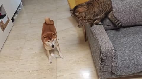 This cat has become a spirit