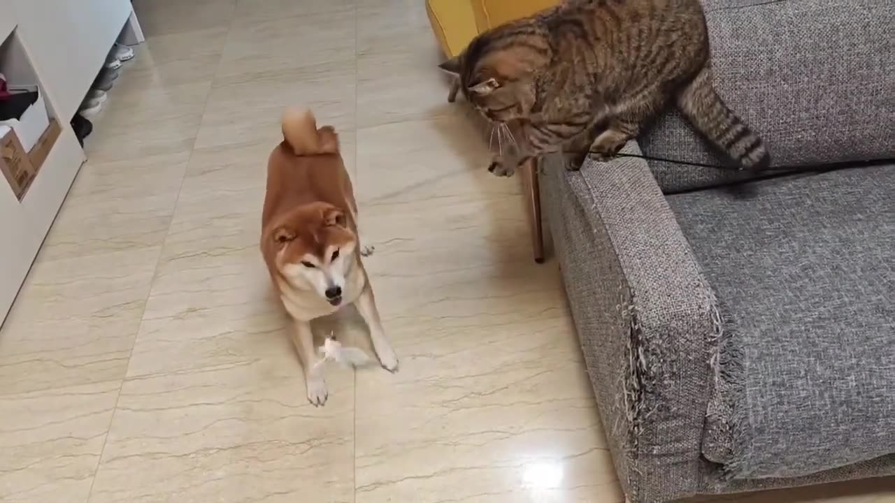 This cat has become a spirit