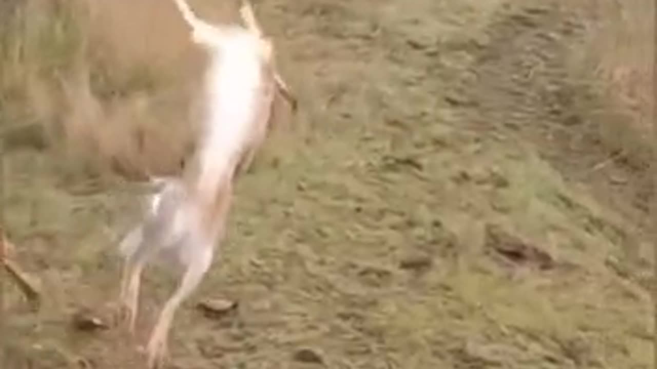Bunny choose barrel roll..