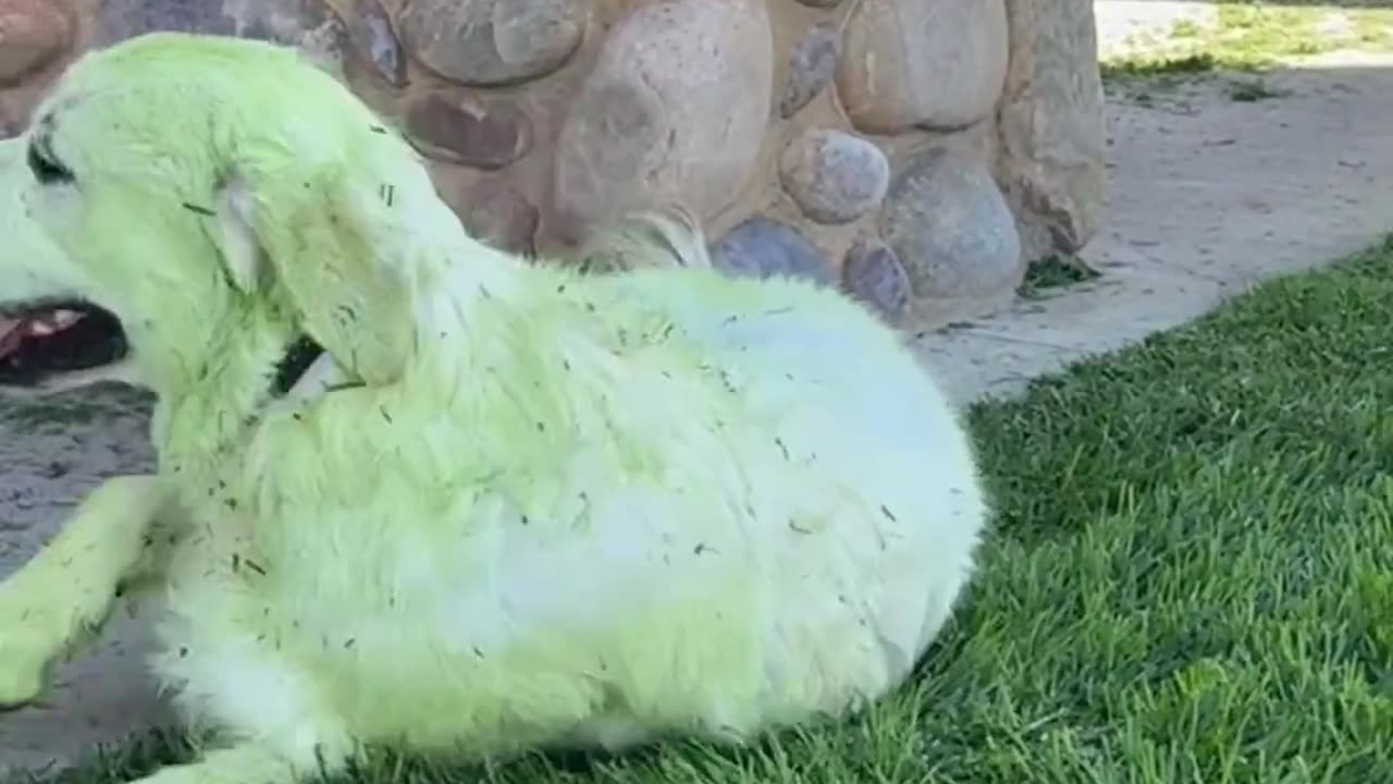 GREEN DOGGO