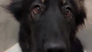 My Sweet Dog Loves Bath Time
