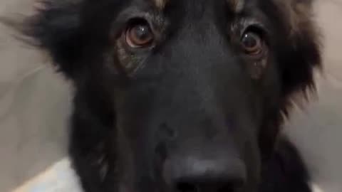 My Sweet Dog Loves Bath Time
