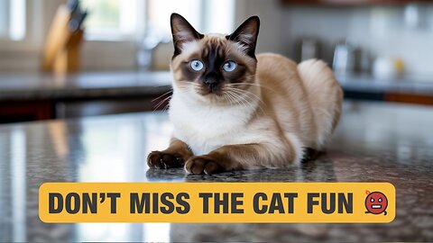 Hilarious Siamese Cat Moments 🐱 | Don’t Miss the Cat Fun!