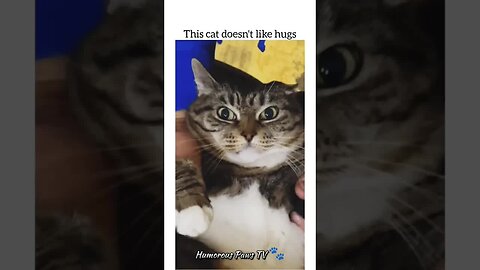 Funny pets