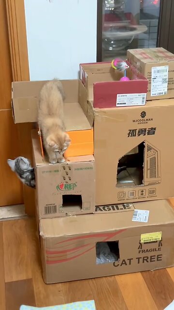 Cats Playing | Funny Kittens Playing |Cute Cats Video