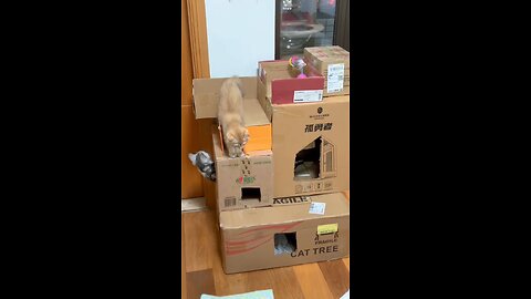 Cats Playing | Funny Kittens Playing |Cute Cats Video