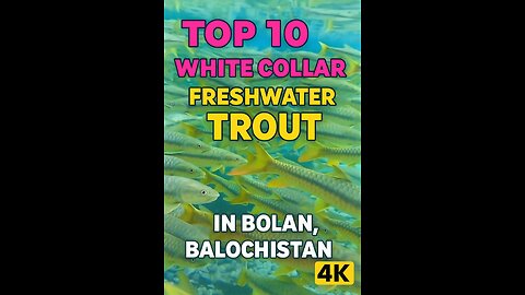 Top 10 Golden Mahseer Swarm | Balochistan 4K Underwater Video