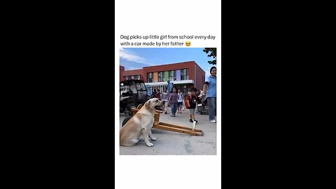 Well trained Dog