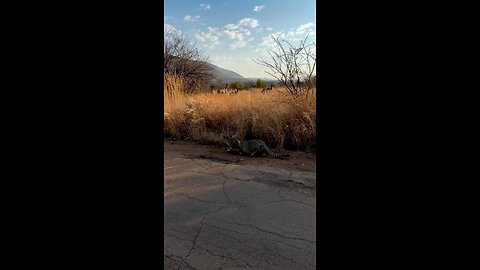 Leopard Stalking In For A Kill
