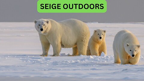 Polar Bear Cams!